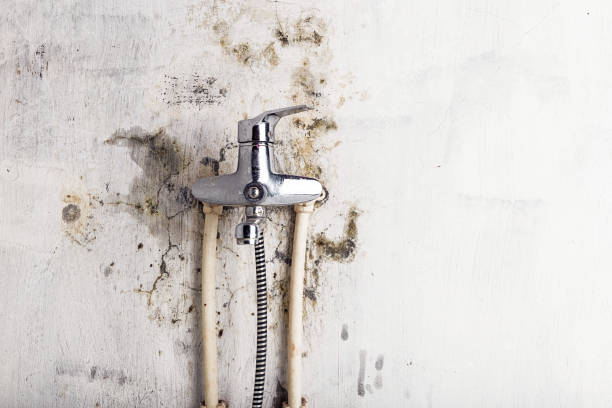 Best Emergency Mold Remediation in Wynnewood, OK