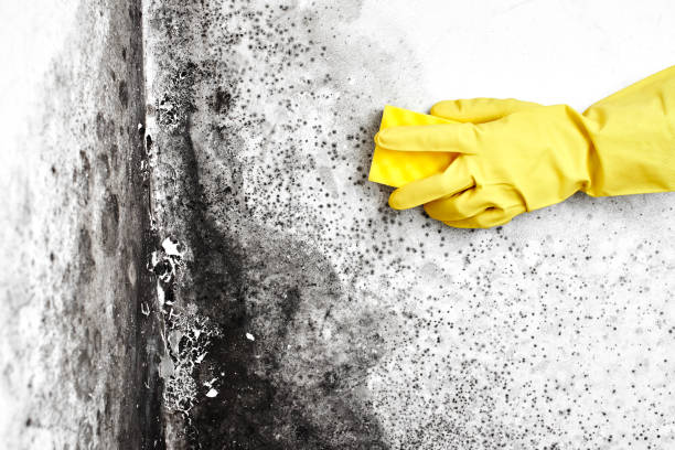 Best White Mold Remediation in Wynnewood, OK
