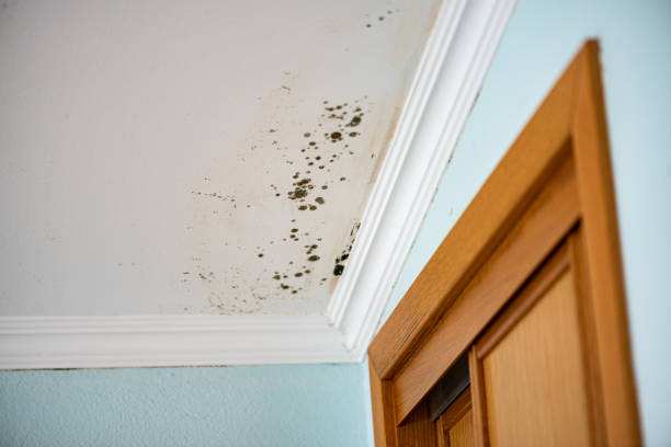 Reliable Wynnewood, OK Mold Remediation Solutions