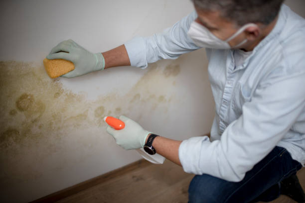 Best Attic Mold Remediation in Wynnewood, OK
