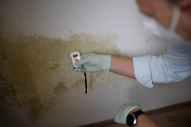 Best Post-Flood Mold Remediation in Wynnewood, OK