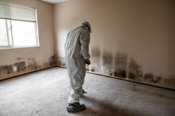 Best Health and Safety Mold Remediation in Wynnewood, OK