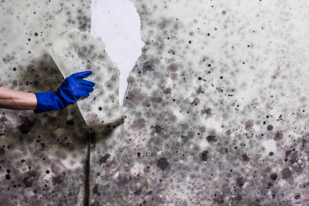Best Commercial Mold Remediation in Wynnewood, OK