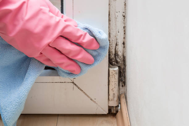 Best Mold Remediation for Schools in Wynnewood, OK