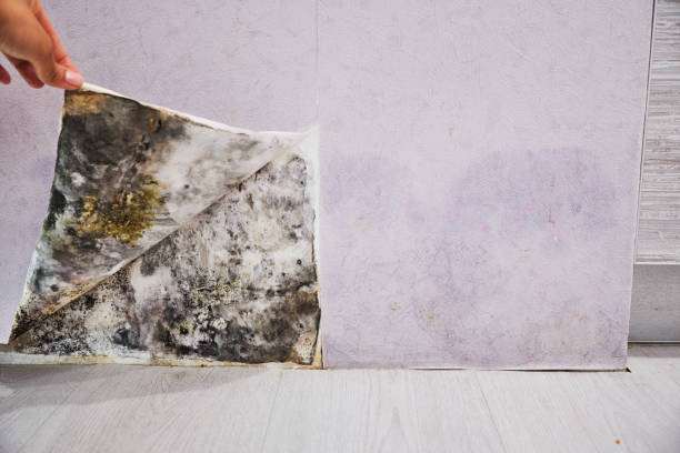 Best Localized Mold Remediation (e.g., coastal areas, humid climates) in Wynnewood, OK